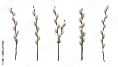 Set of five pussy willow branches with soft, fluffy catkins arranged in a collection, symbolizing the arrival of spring and Easter in a clean, minimalist composition