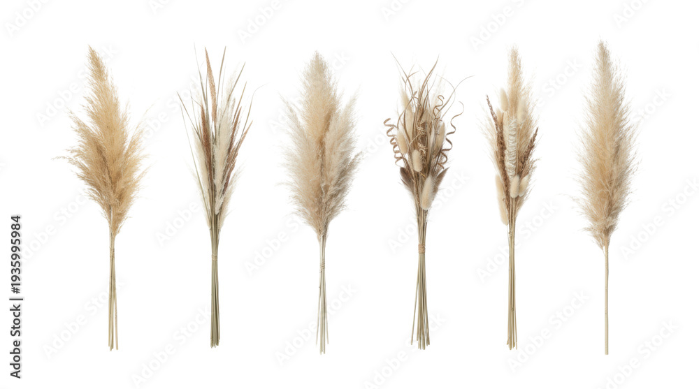 Fototapeta premium Collection of six dried pampas grass bouquets with bunny tails and reeds arranged in a row for a natural, bohemian home decor aesthetic in a soft, neutral color palette