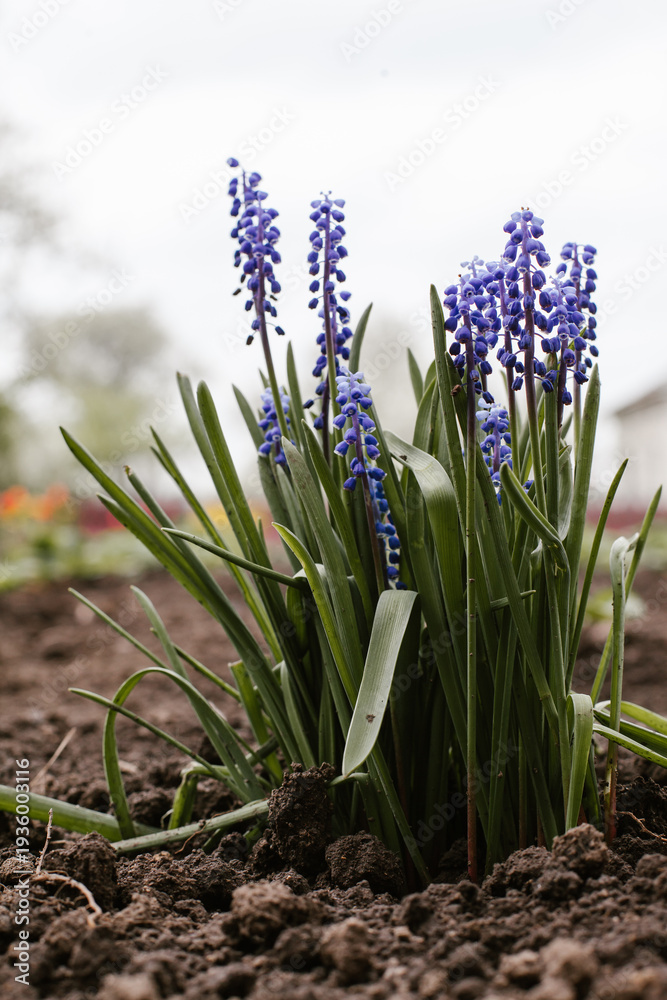 Fototapeta premium Purple grape hyacinth flowers blooming in spring garden