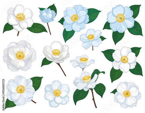 Elegant White Camellia Flower Collection for Botanical Designs.