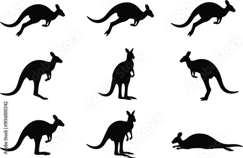 Kangaroo silhouette set featuring jumping, standing and resting poses isolated on white background, detailed Australian marsupial vector illustration collection