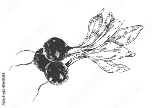 Bunch of radishes drawn in sketch style. Black and white illustration of vegetable isolated on white background. Vintage engraving of radish
