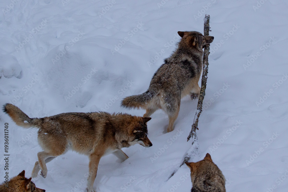 Obraz premium wolf play in snow