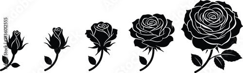 Rose flower silhouette set showing blooming stages from bud to full blossom isolated on white background, elegant floral vector illustration collection
