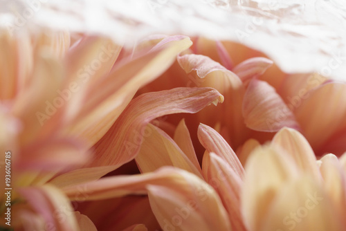 Peach Chrysanthemum Bouquet Through Bubble Wrap Close-Up