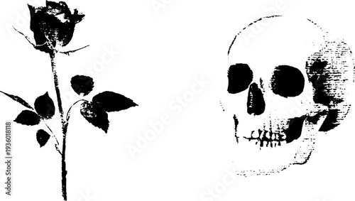 Gothic rose and skull ink illustration for dark art designs
