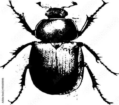 Minimalist black and white scarab ink drawing for design projects