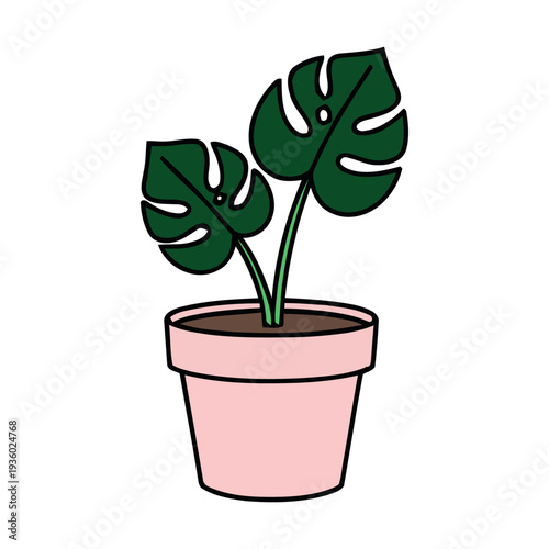 Colorful Monstera Deliciosa Plant with Green Leaves in a Pink Pot