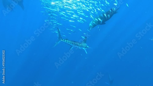 A marlin – Istiophoridae – frantically attacks a small sardine bait ball off Magdalena Bay, Baja California, Mexico, scattering the fish as panicked sardines flee during the sardine run.