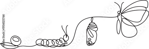 Continuous one line drawing of butterfly life cycle . Single line drawing illustration of perfect metamorphosis . Butterfly transformation concept. one line Icon drawing