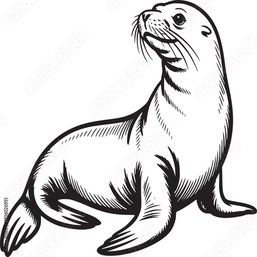 A monochrome illustration of a sea lion looking up with a white background and detailed line work