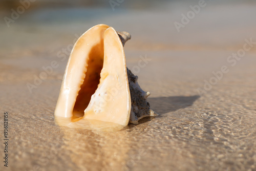 Foto Single Helmet Shell On Sandy Beach With Gentle Surf Blur, Summer Travel