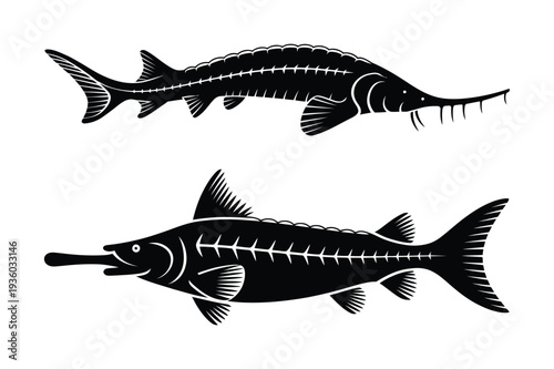 Sturgeon Fish Silhouette Vector Illustration