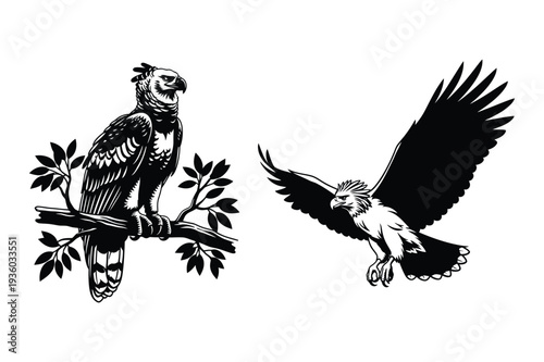 Harpy eagle perched and in flight, majestic bird of prey
