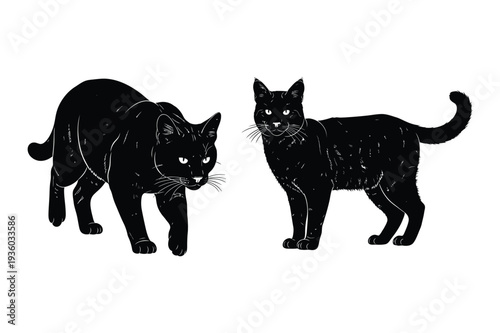 Black cats, mysterious felines, domestic pets