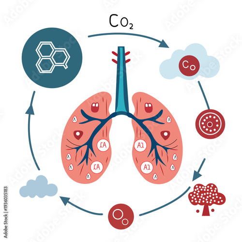 Oxygen exchange process vector