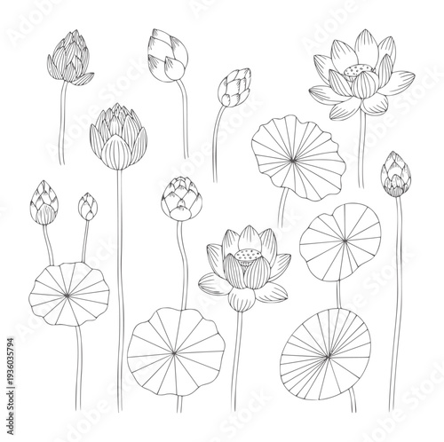 Black and white line of various lotus flowers and leaves leaf