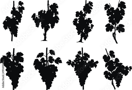 Black grapevine silhouette collection featuring detailed vineyard bushes with hanging grape bunches and leaves for winery agriculture and organic fruit nature design.