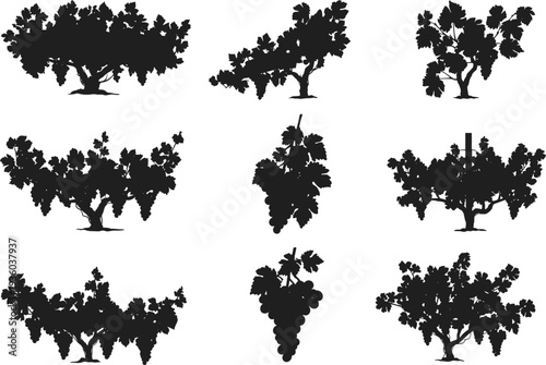 Black grapevine silhouette collection featuring detailed vineyard bushes with hanging grape bunches and leaves on white background for winery agriculture and organic fruit nature design projects.