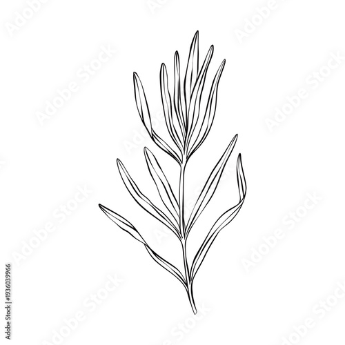 Black and white line art illustration of lavender branch with leaves. Minimal outline botanical drawing in flat vector style, isolated composition for natural design, print, packaging, poster