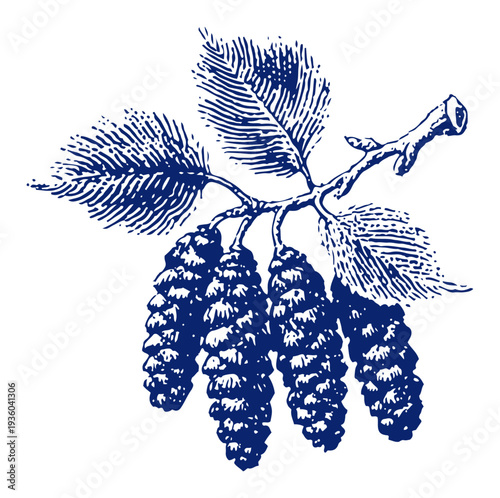 Detailed vintage woodcut illustration of a willow branch with catkins symbolizing spring and Palm Sunday