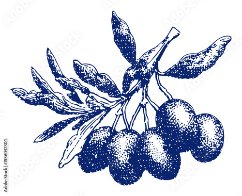 Hand drawn olive branch with fruits representing peace and fertility in engraving style