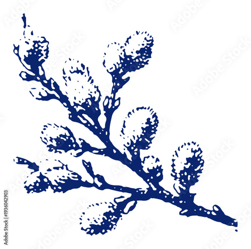 Branch of pussy willow catkins in vintage engraving style