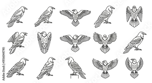 Collection of Raven and Crow Bird Illustrations in Sketch Style