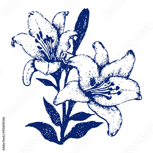 Beautiful vintage engraving of blooming Easter lilies representing spring and purity