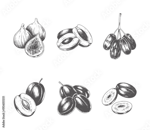 Black and white ink of figs plums and dates fruit food