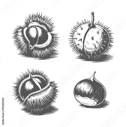 Black and white ink of four chestnuts in spiky husks and one smooth chestnut