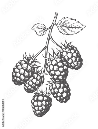 Black and white ink of ripe raspberries a branch with leaves raspberry fruit