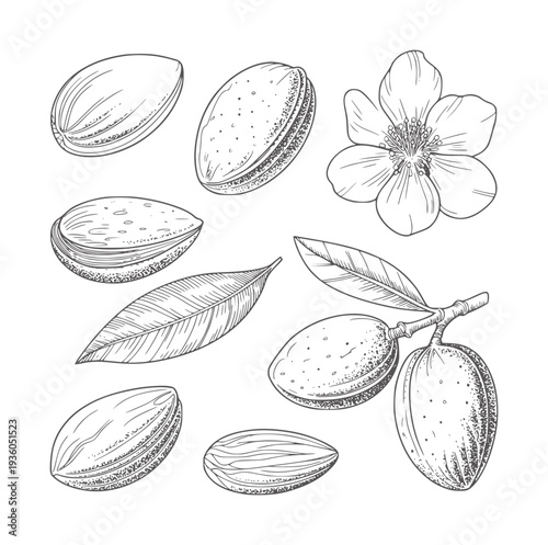 Black and white line of almonds nuts leaves and flower food plant leaf