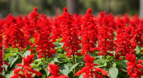 Vibrant red Salvia flowers blooming in a sunny garden, creating a beautiful natural display.