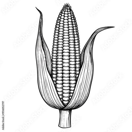 Detailed Black and White Line Drawing of Corn on the Cob Illustration