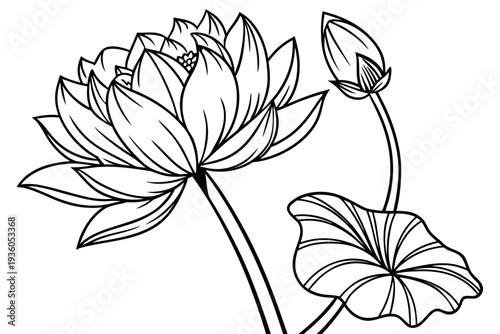 coloring page line art the lotus flower black vector