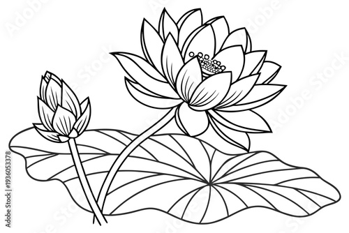 coloring page line art the lotus flower black vector