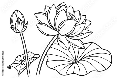 coloring page line art the lotus flower black vector