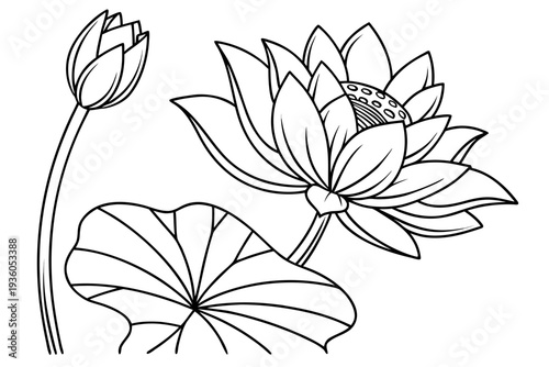 coloring page line art the lotus flower black vector