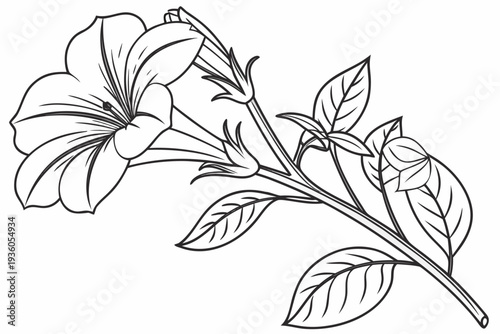 coloring page line art the petunia flower black vector