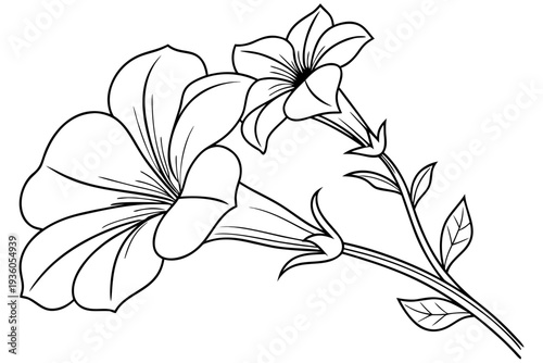 coloring page line art the petunia flower black vector