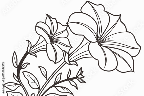 coloring page line art the petunia flower black vector