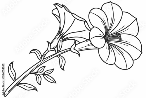 coloring page line art the petunia flower black vector