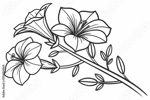 coloring page line art the petunia flower black vector
