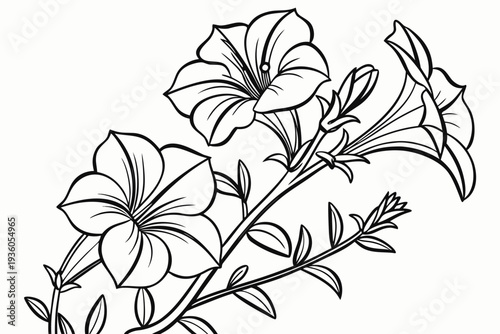 coloring page line art the petunia flower black vector