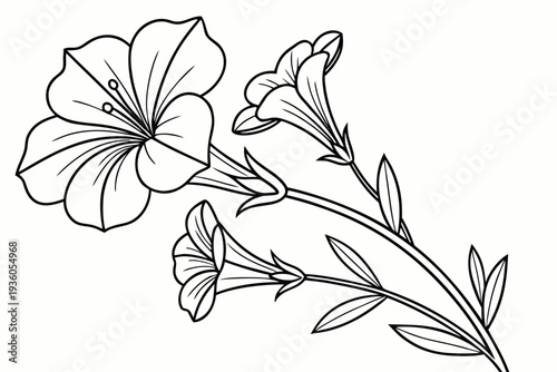 coloring page line art the petunia flower black vector