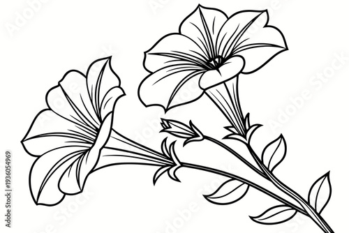 coloring page line art the petunia flower black vector