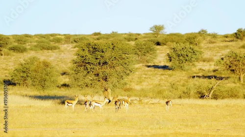 A small herd of Springboks antelopes Grazing before sunset at Mabuasehube, Botswana, South Africa 