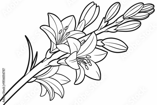 coloring page line art the tuberose flower black vector