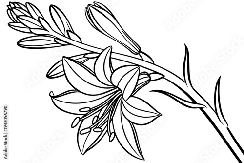 coloring page line art the tuberose flower black vector